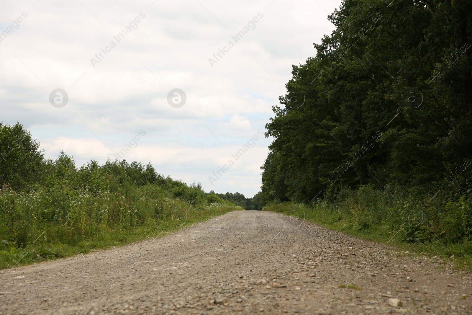 Photo of Beautiful green trees, plants and pathway outdoors