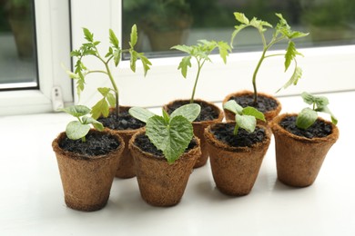 Many cucumber and tomato seedlings growing in pots on window sill