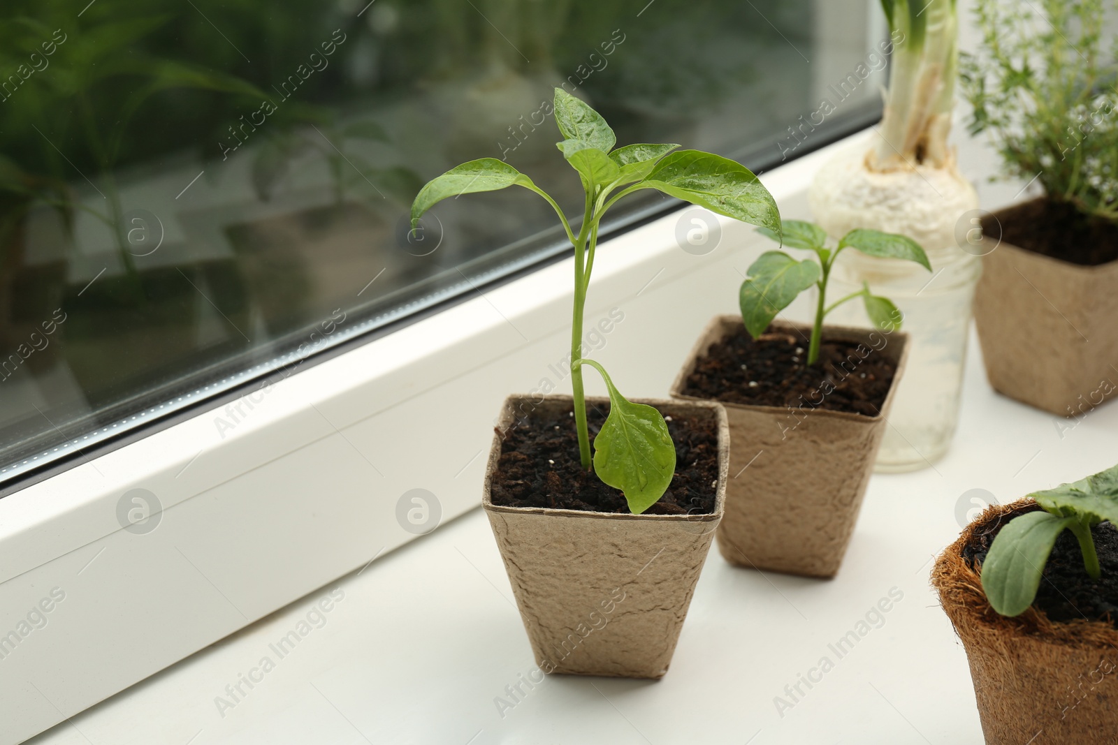 Photo of Pepper seedlings growing in pots on window sill, closeup