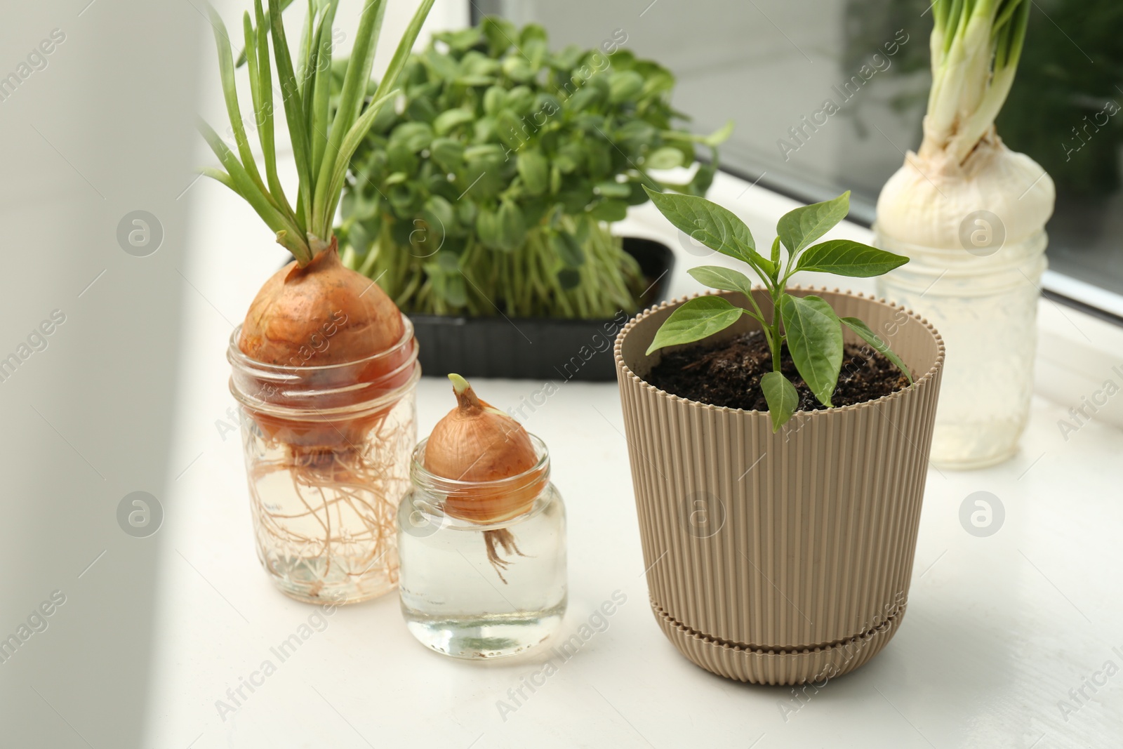 Photo of Pepper seedling and glasses with onions on window sill, closeup