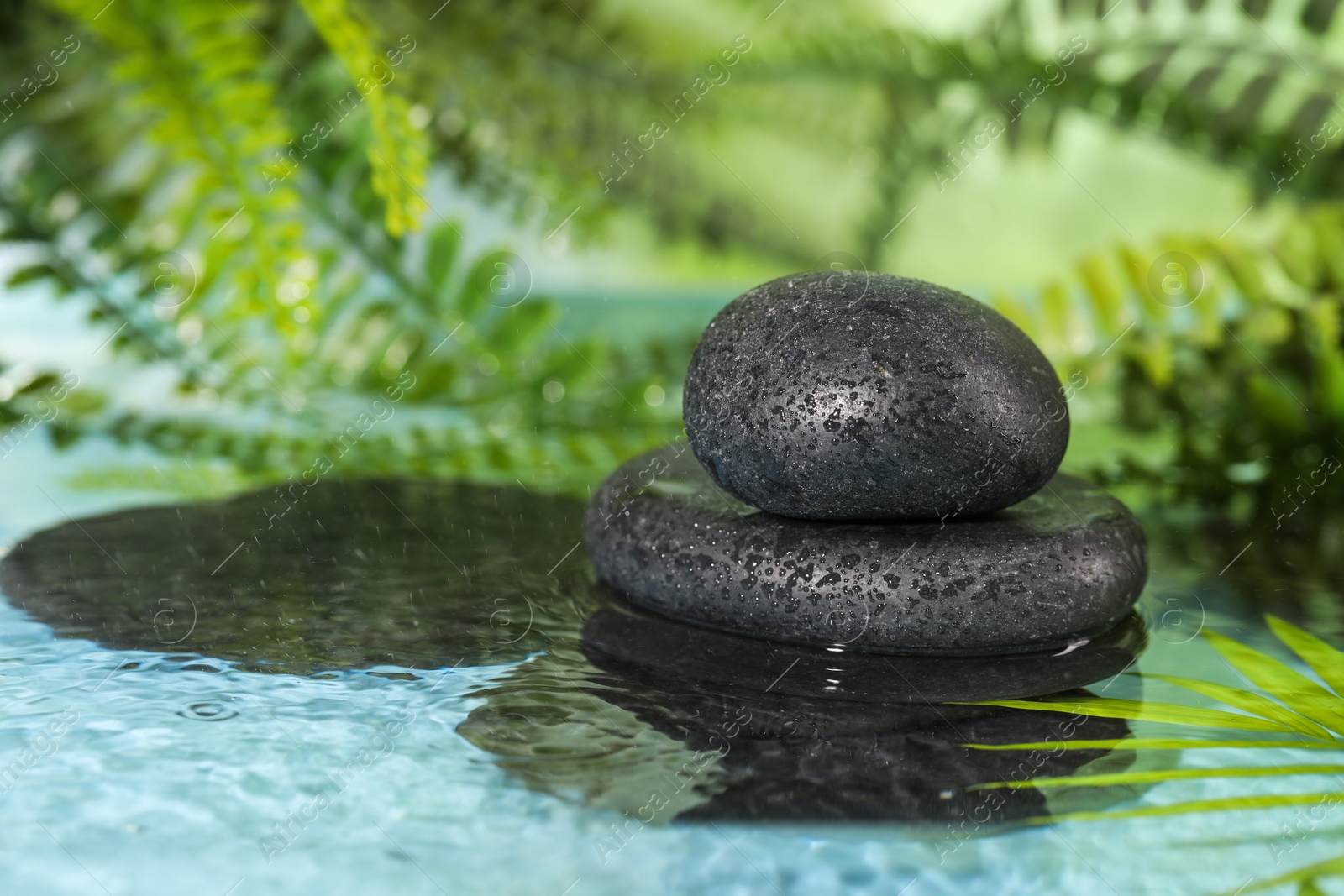 Photo of Wet spa stones and palm leaves in water on light blue background. Space for text