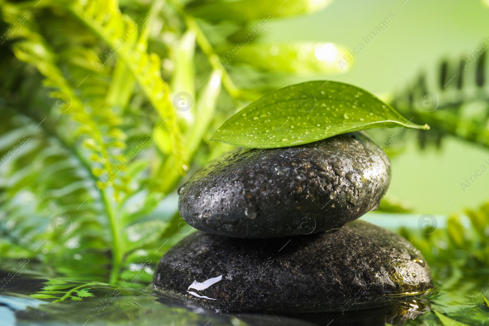 Photo of Wet spa stones and green leaf in water on light blue background