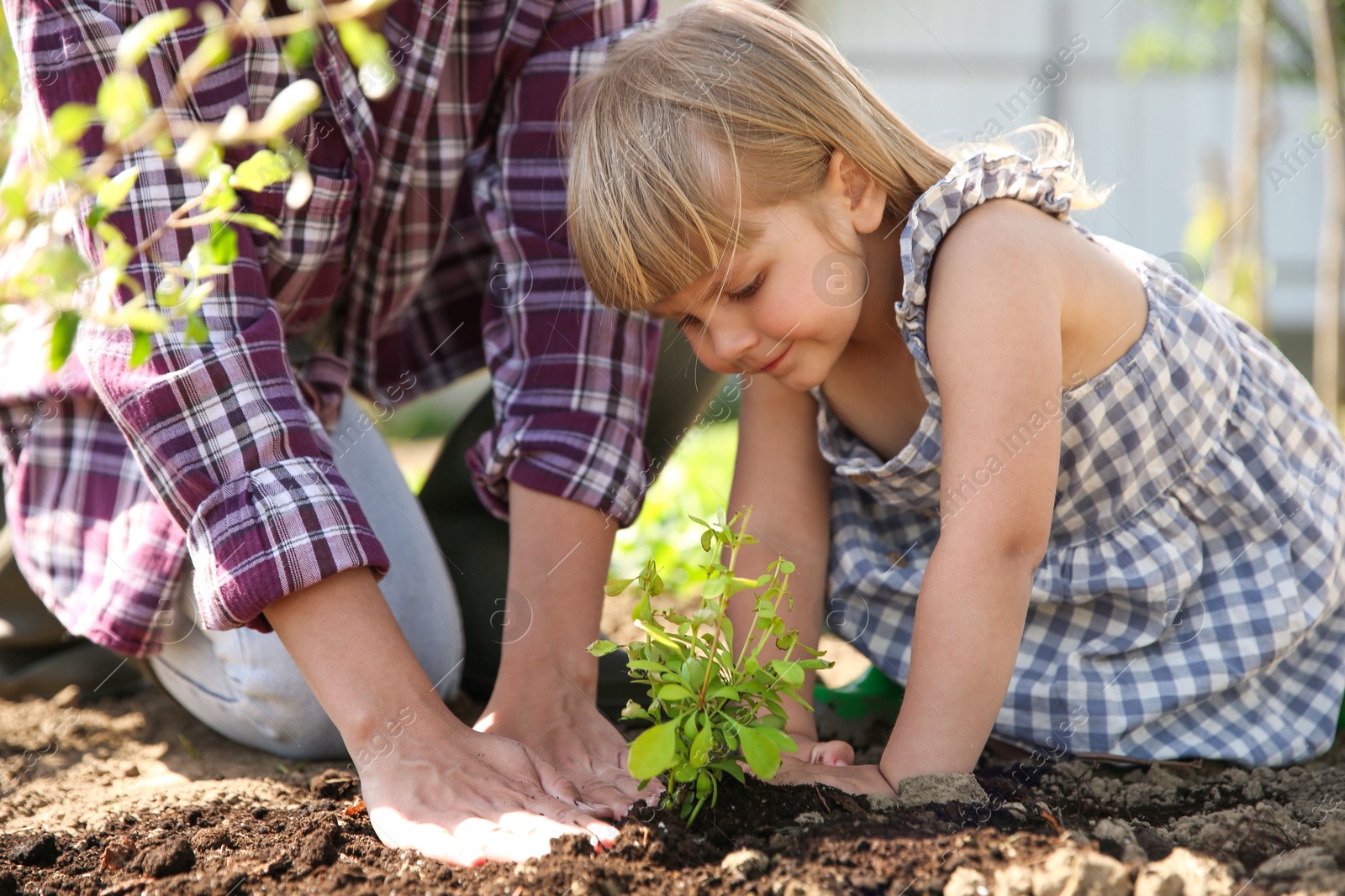 Photo of Mother and her cute daughter planting tree together in garden, closeup