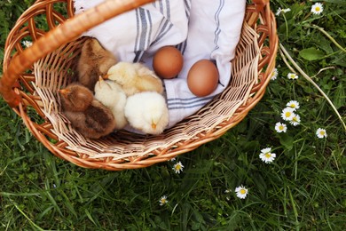 Photo of Cute chicks and eggs in wicker basket on green grass outdoors. Space for text