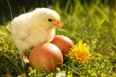 Photo of Cute chick and eggs on green grass outdoors, closeup. Baby animal