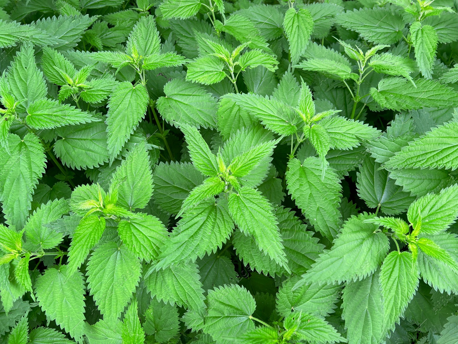 Photo of Nettle plant with green leaves as background, closeup