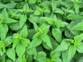 Nettle plant with green leaves as background, closeup