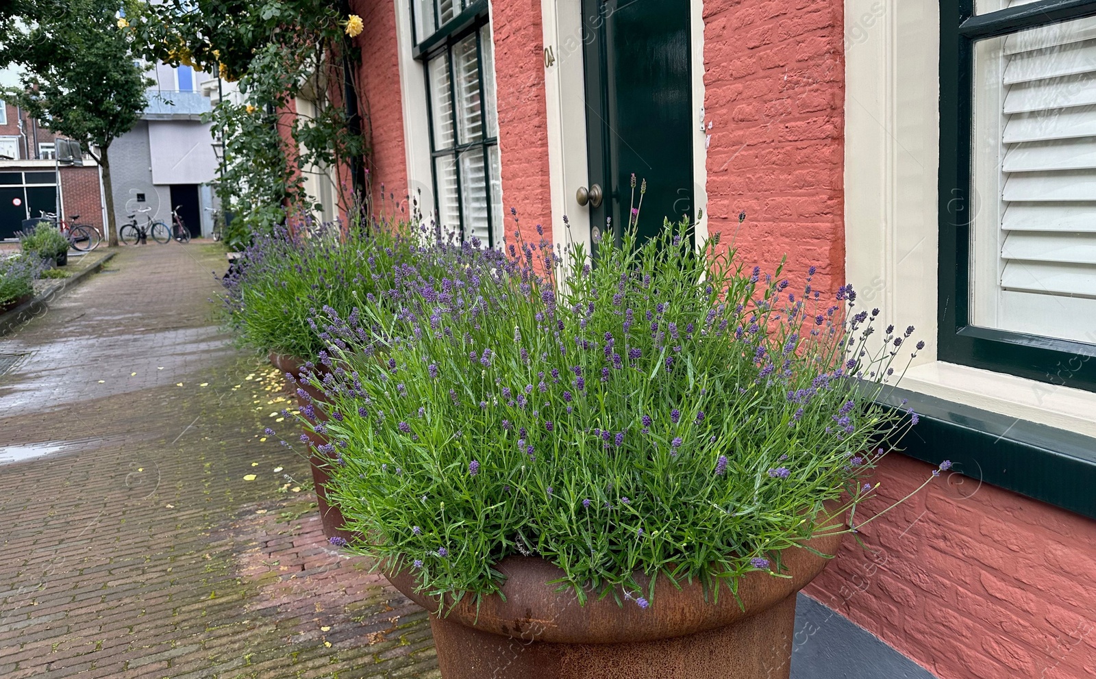 Photo of Beautiful plants growing outside houses on city street