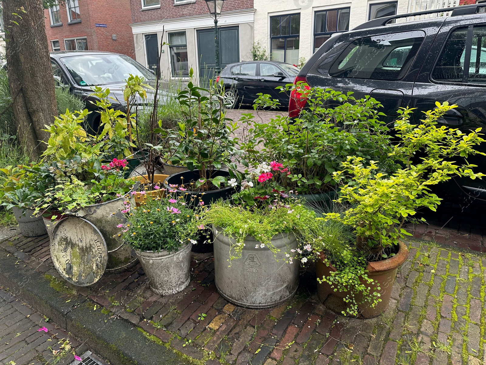 Photo of Beautiful potted plants near road with parked cars