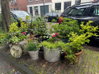 Beautiful potted plants near road with parked cars