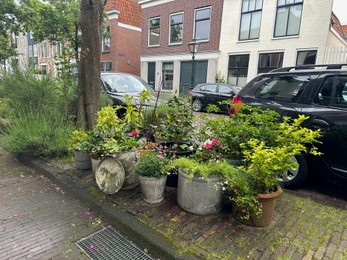 Photo of Beautiful potted plants near road with parked cars