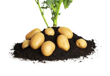 Photo of Potato seedling, soil and raw vegetables isolated on white