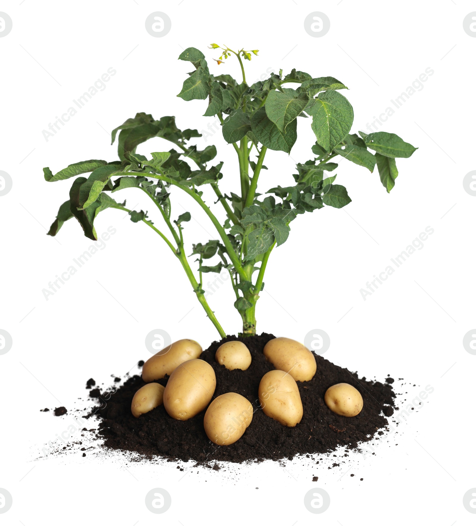 Photo of Potato seedling, soil and raw vegetables isolated on white