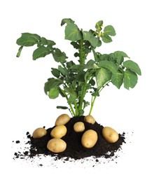 Photo of Potato seedling, soil and raw vegetables isolated on white