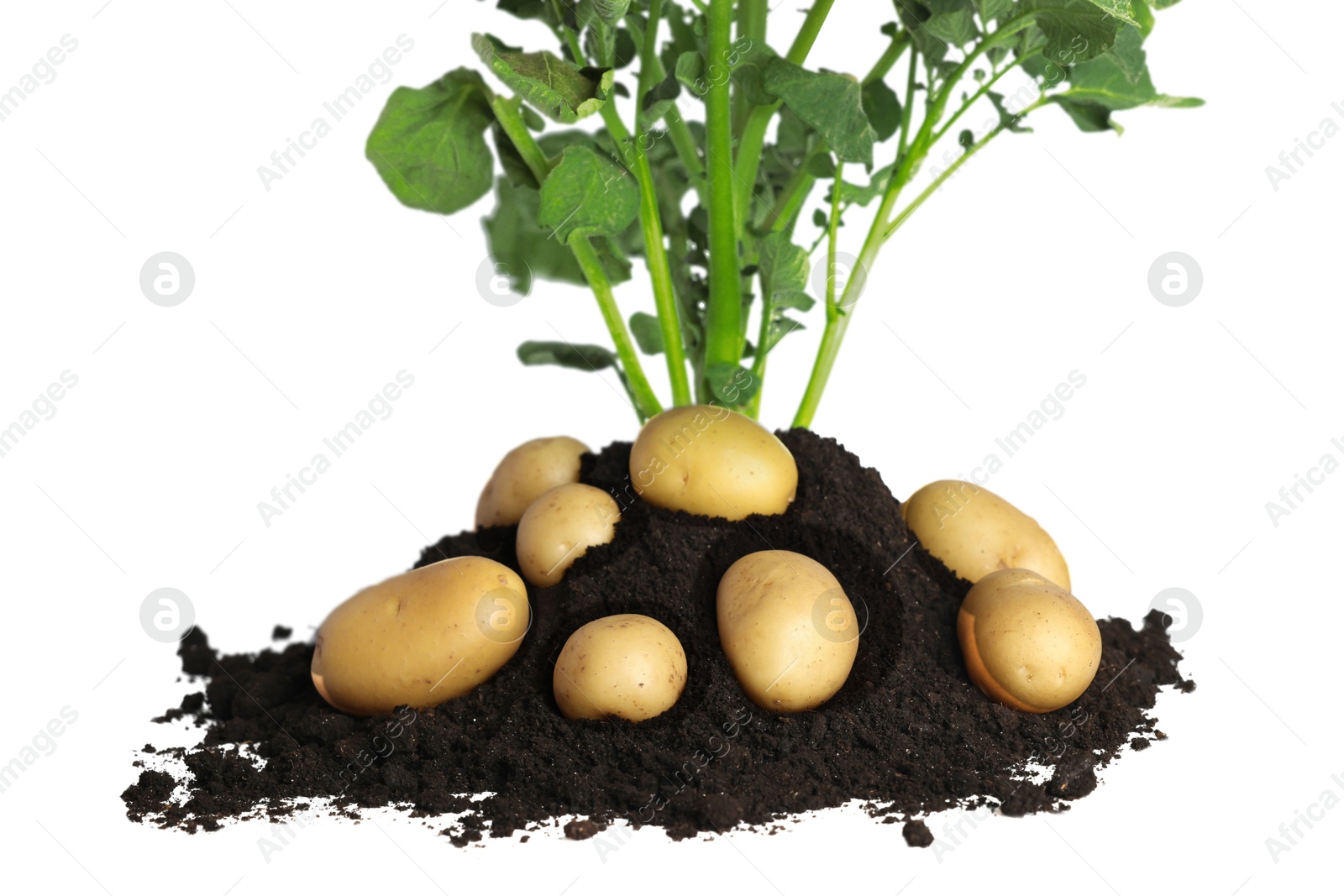 Photo of Potato seedling, soil and raw vegetables isolated on white