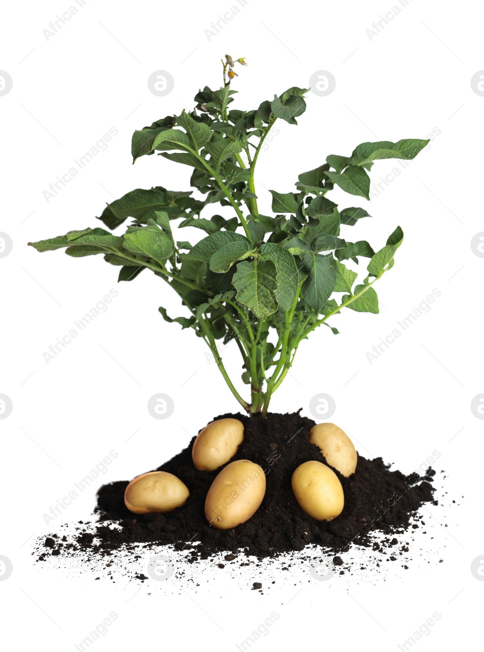 Photo of Potato seedling, soil and raw vegetables isolated on white