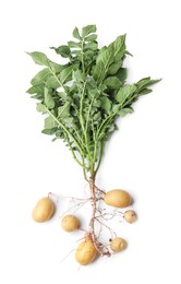 Photo of Potato plant with tubers isolated on white, top view