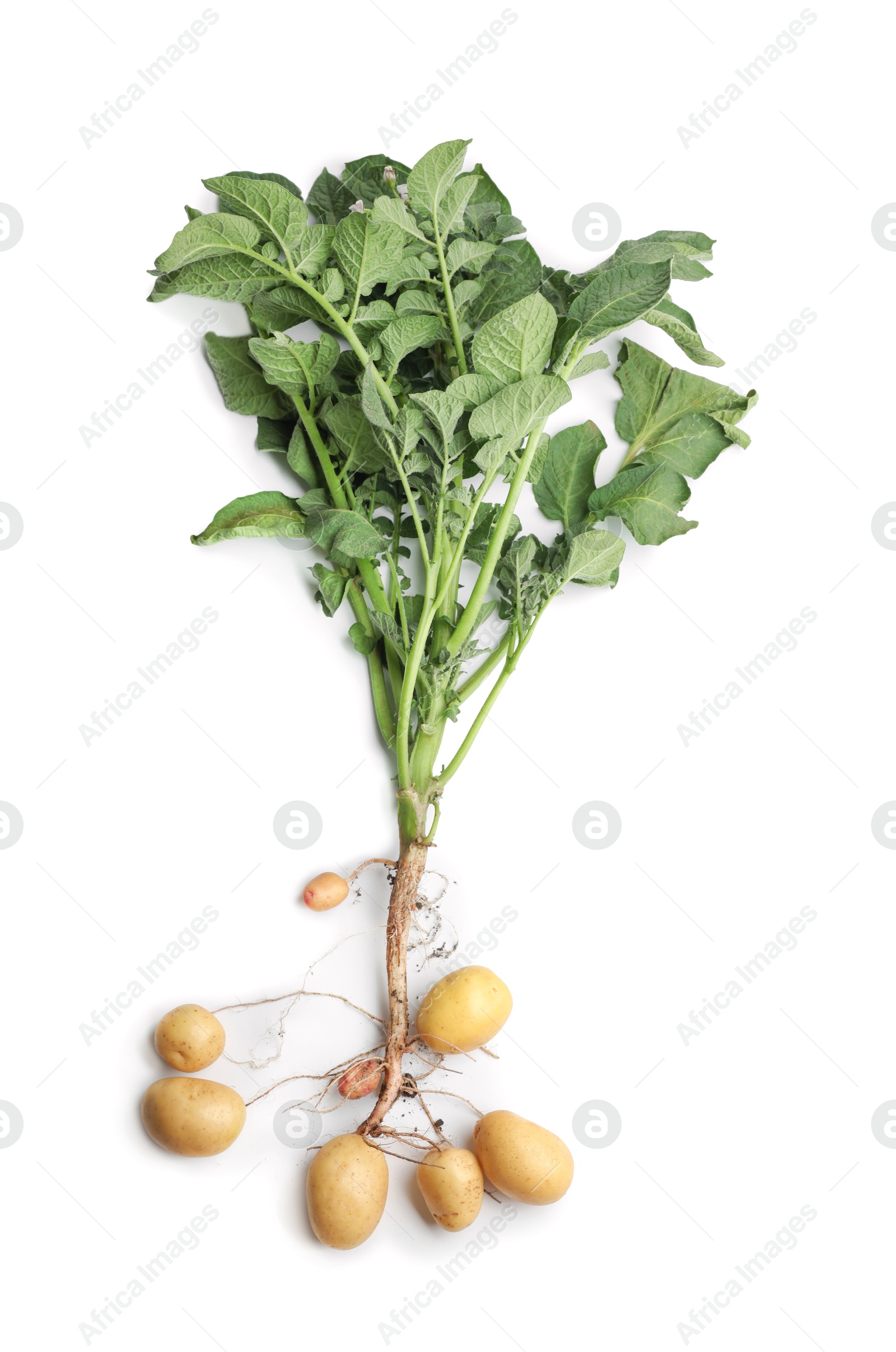 Photo of Potato plant with tubers isolated on white, top view