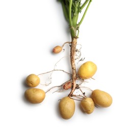 Photo of Potato plant with tubers isolated on white, top view