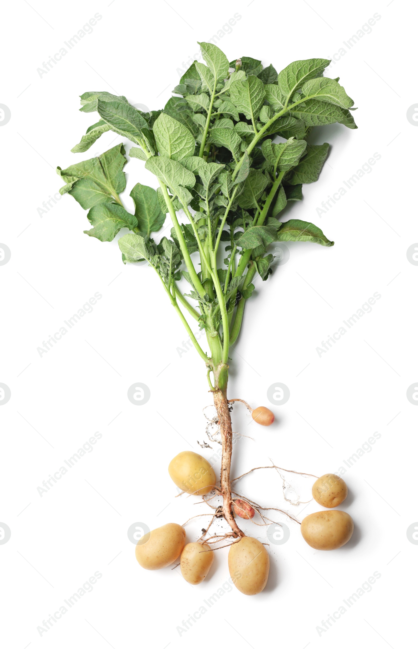 Photo of Potato plant with tubers isolated on white, top view