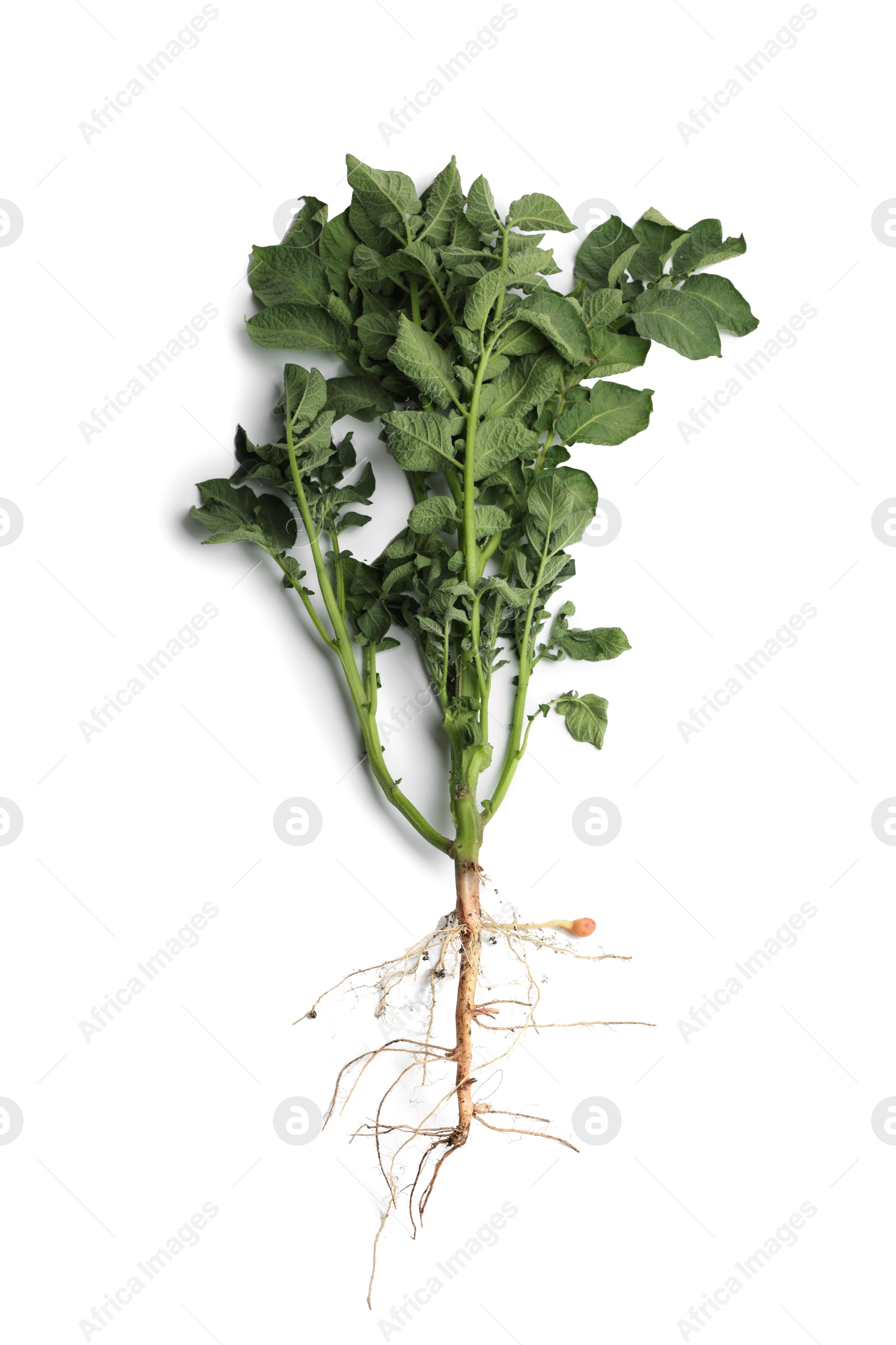 Photo of Potato plant with green leaves isolated on white, top view