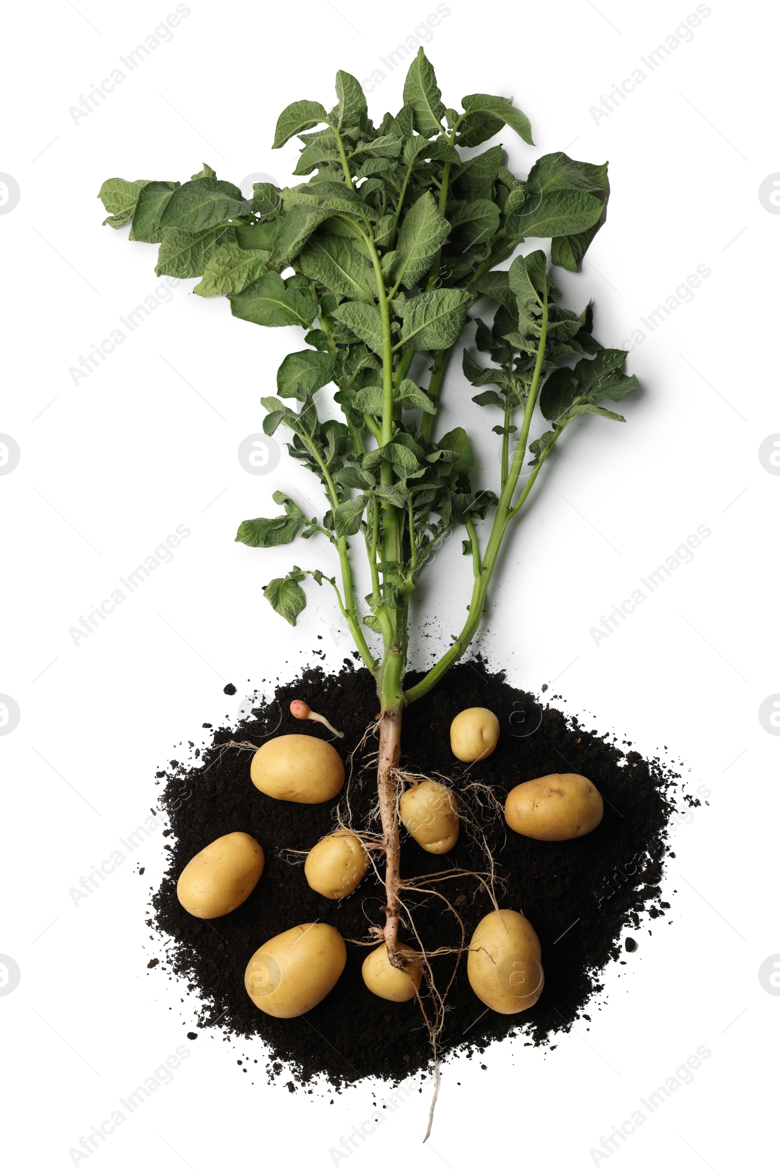 Photo of Potato plant with tubers and soil isolated on white, top view