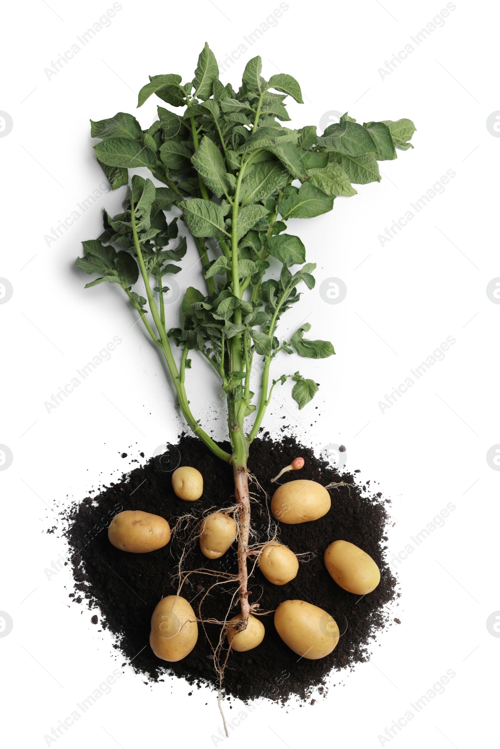 Photo of Potato plant with tubers and soil isolated on white, top view