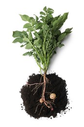 Photo of Potato plant with tubers and soil isolated on white, top view