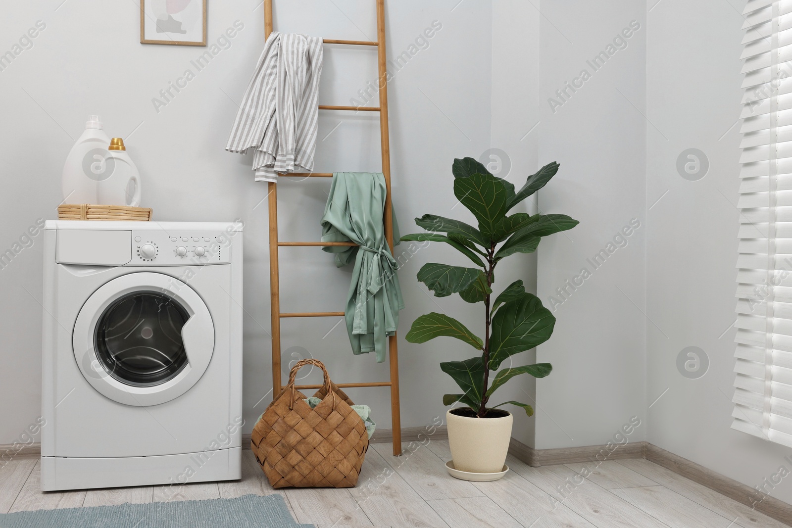 Photo of Washing machine, detergents, houseplant and ladder in laundry room