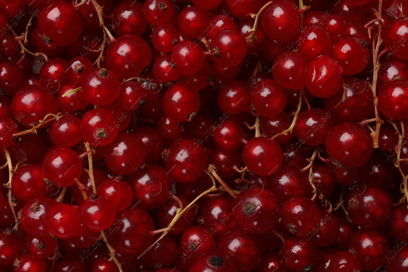 Photo of Fresh ripe red currants as background, top view