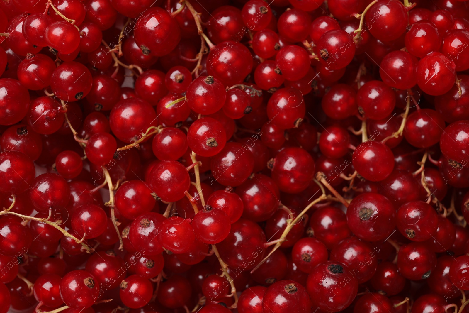 Photo of Fresh ripe red currants as background, top view