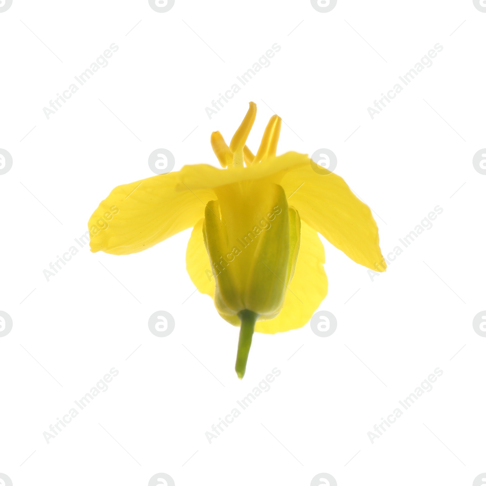 Photo of Beautiful yellow rapeseed flower isolated on white