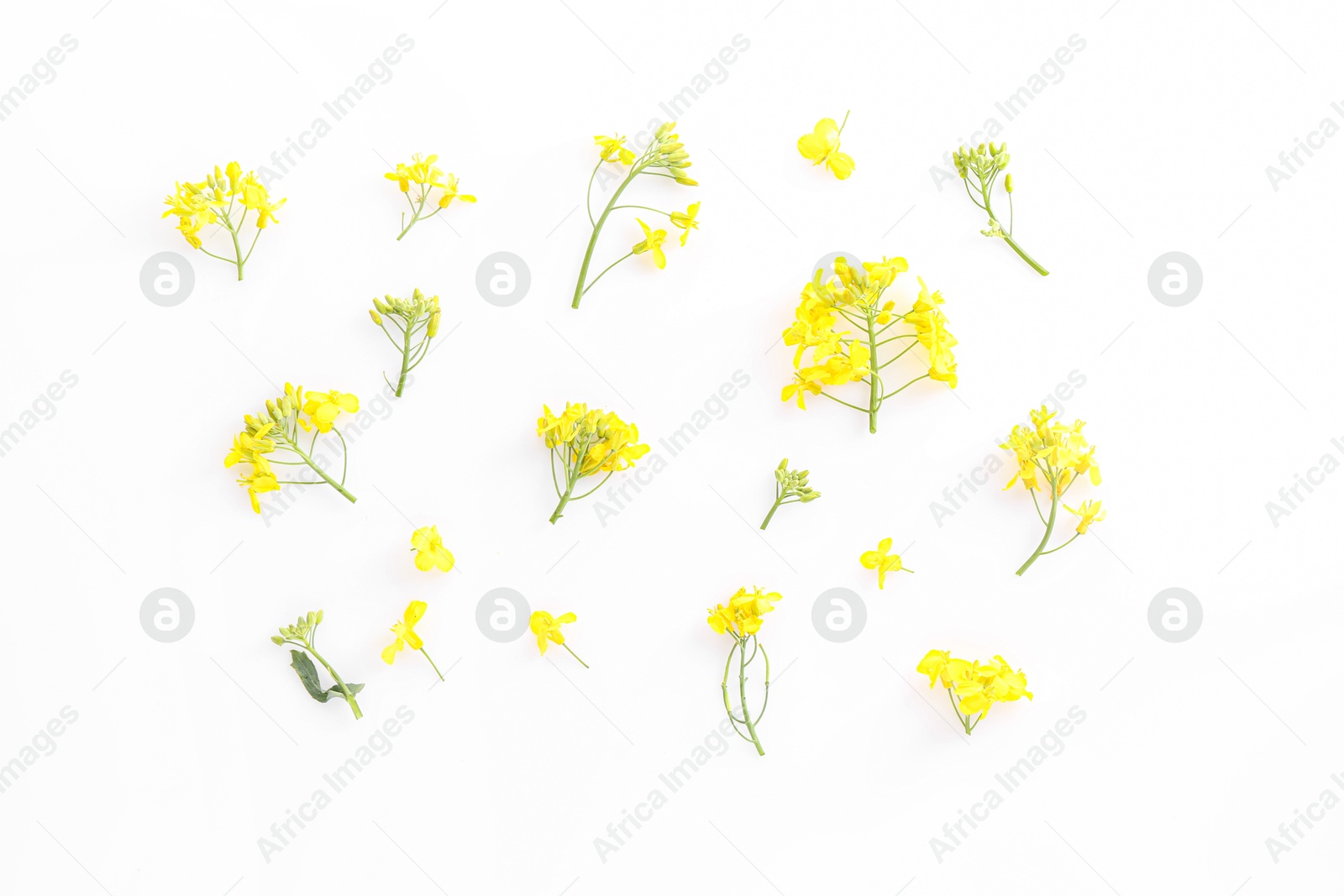 Photo of Beautiful yellow rapeseed flowers on white background, flat lay