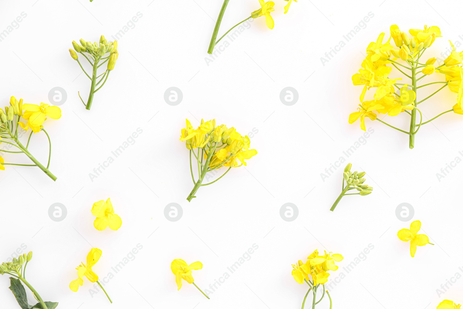 Photo of Beautiful yellow rapeseed flowers on white background, flat lay