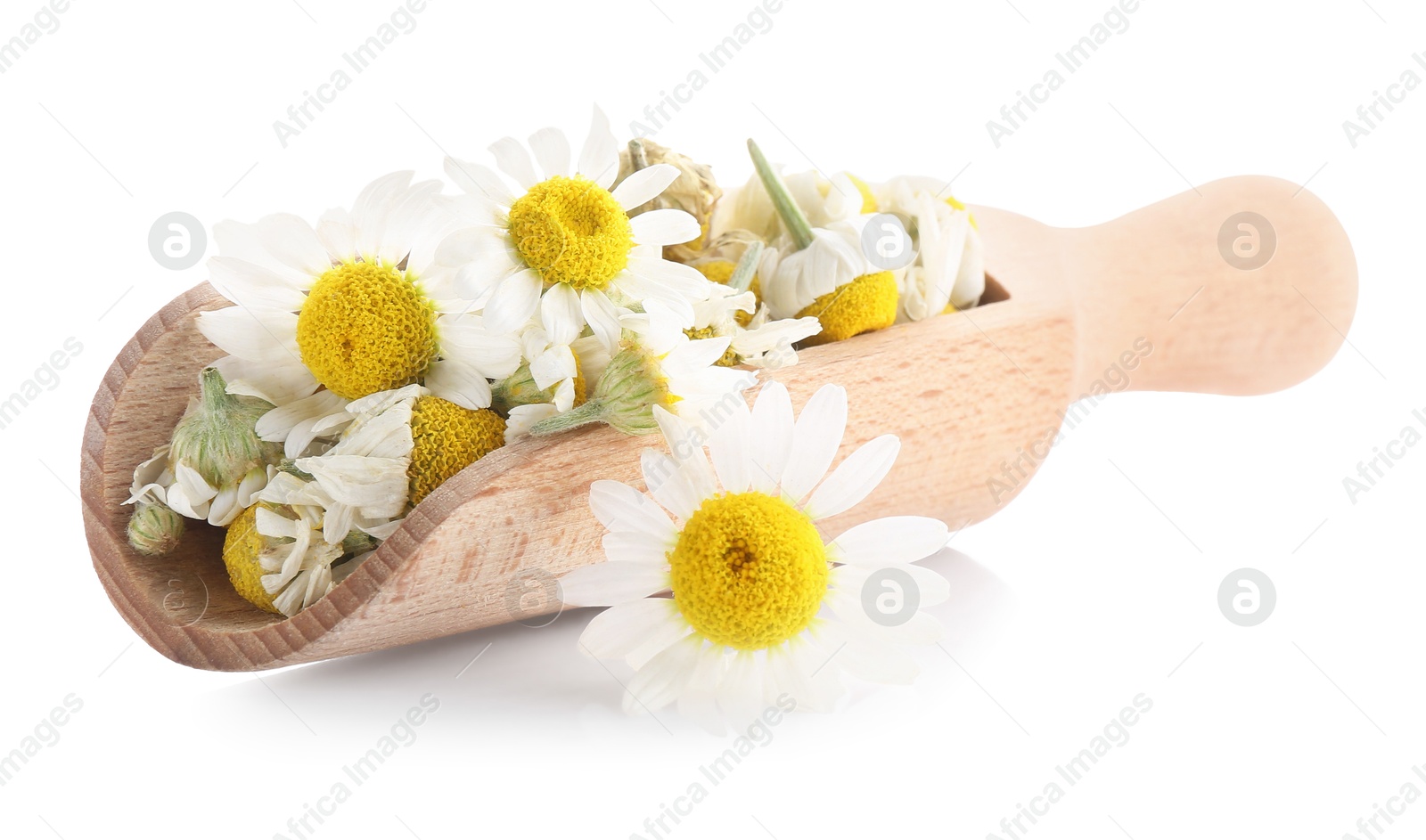 Photo of Dry and fresh chamomile flowers in wooden scoop isolated on white