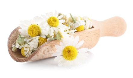 Photo of Dry and fresh chamomile flowers in wooden scoop isolated on white