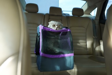 Photo of Cute Scottish fold cat inside pet carrier in car