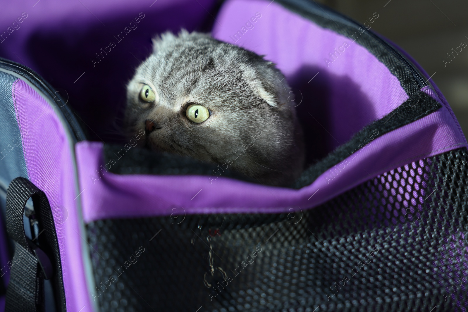 Photo of Cute Scottish fold cat inside pet carrier