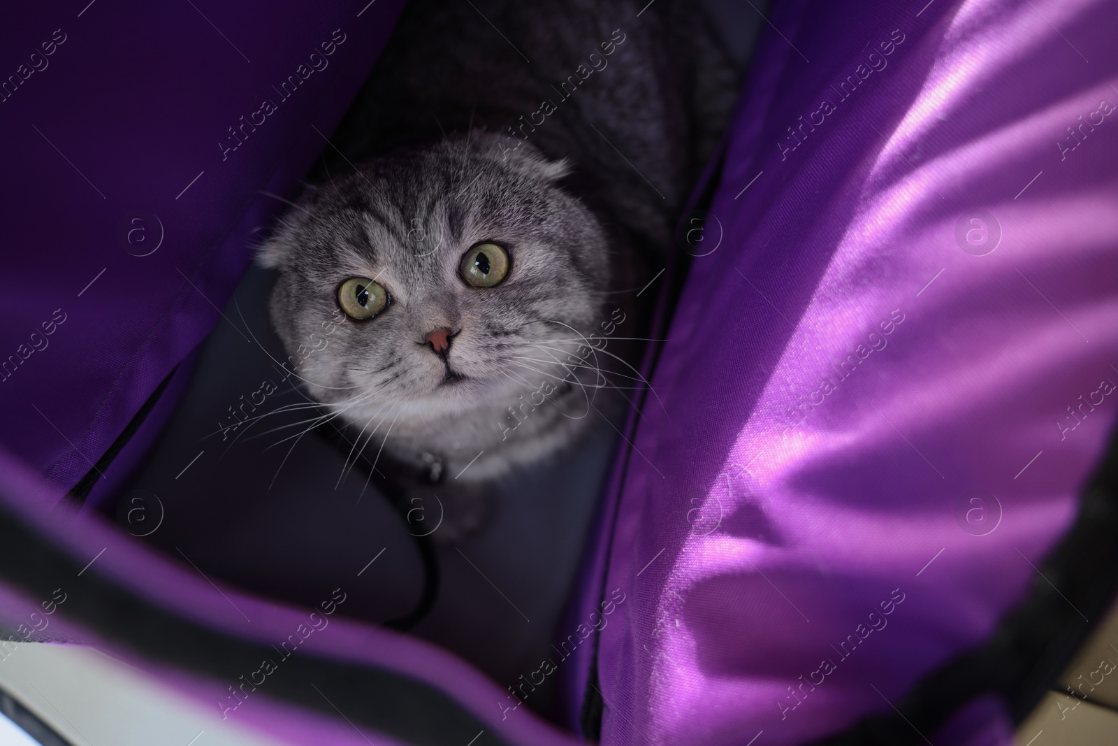 Photo of Cute Scottish fold cat inside pet carrier