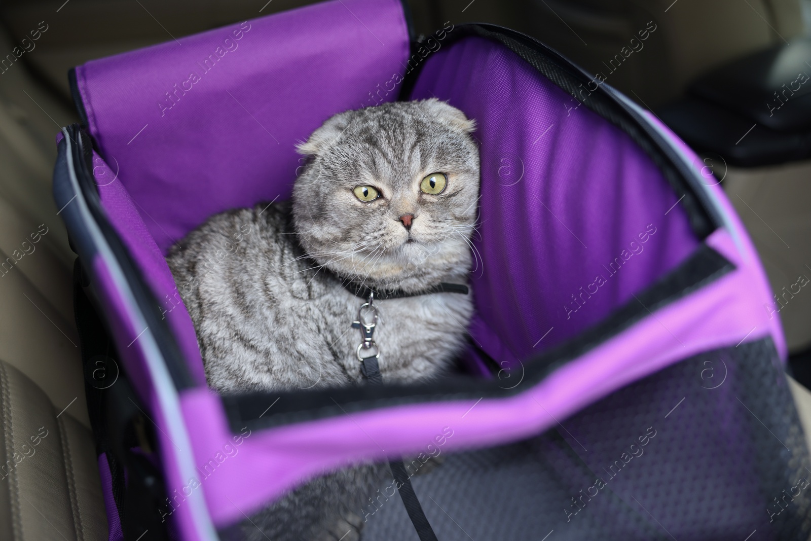 Photo of Cute Scottish fold cat inside pet carrier in car