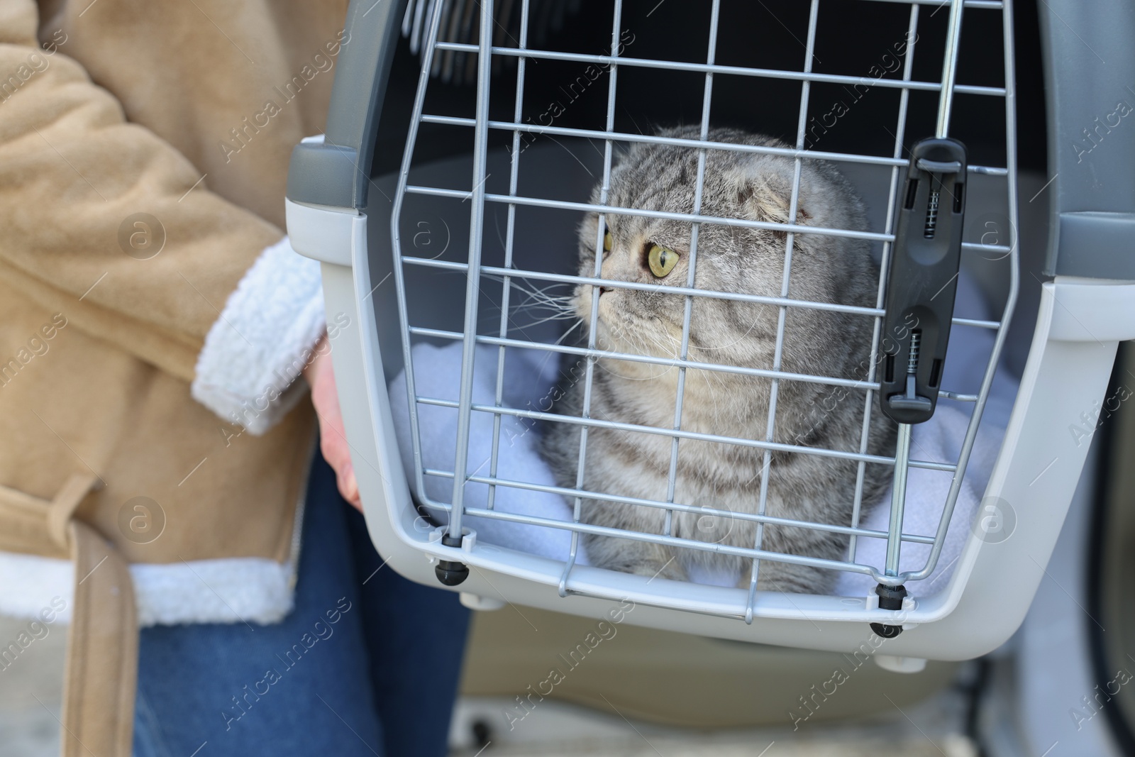 Photo of Woman holding carrier with cute Scottish fold cat, closeup