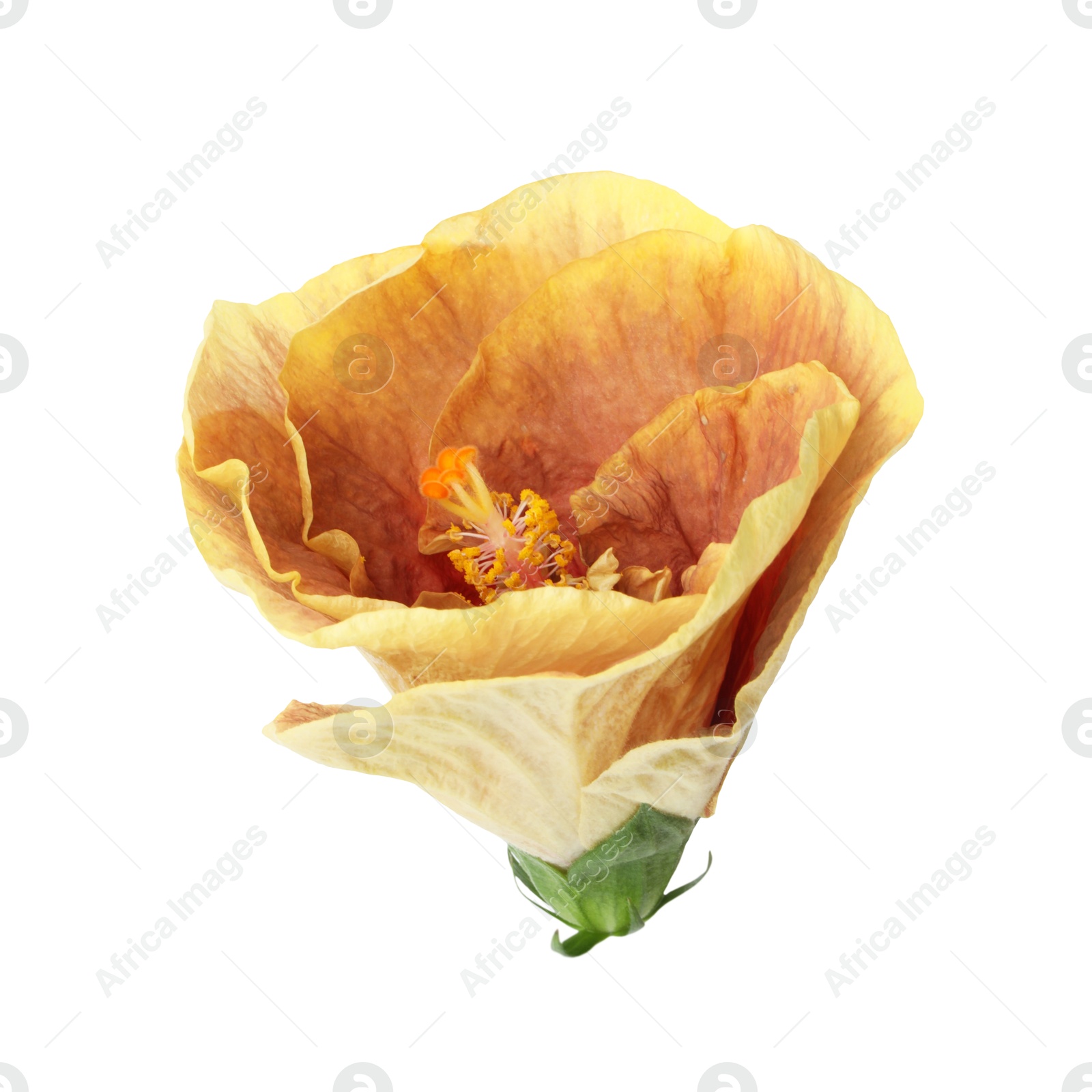 Photo of One beautiful hibiscus flower isolated on white