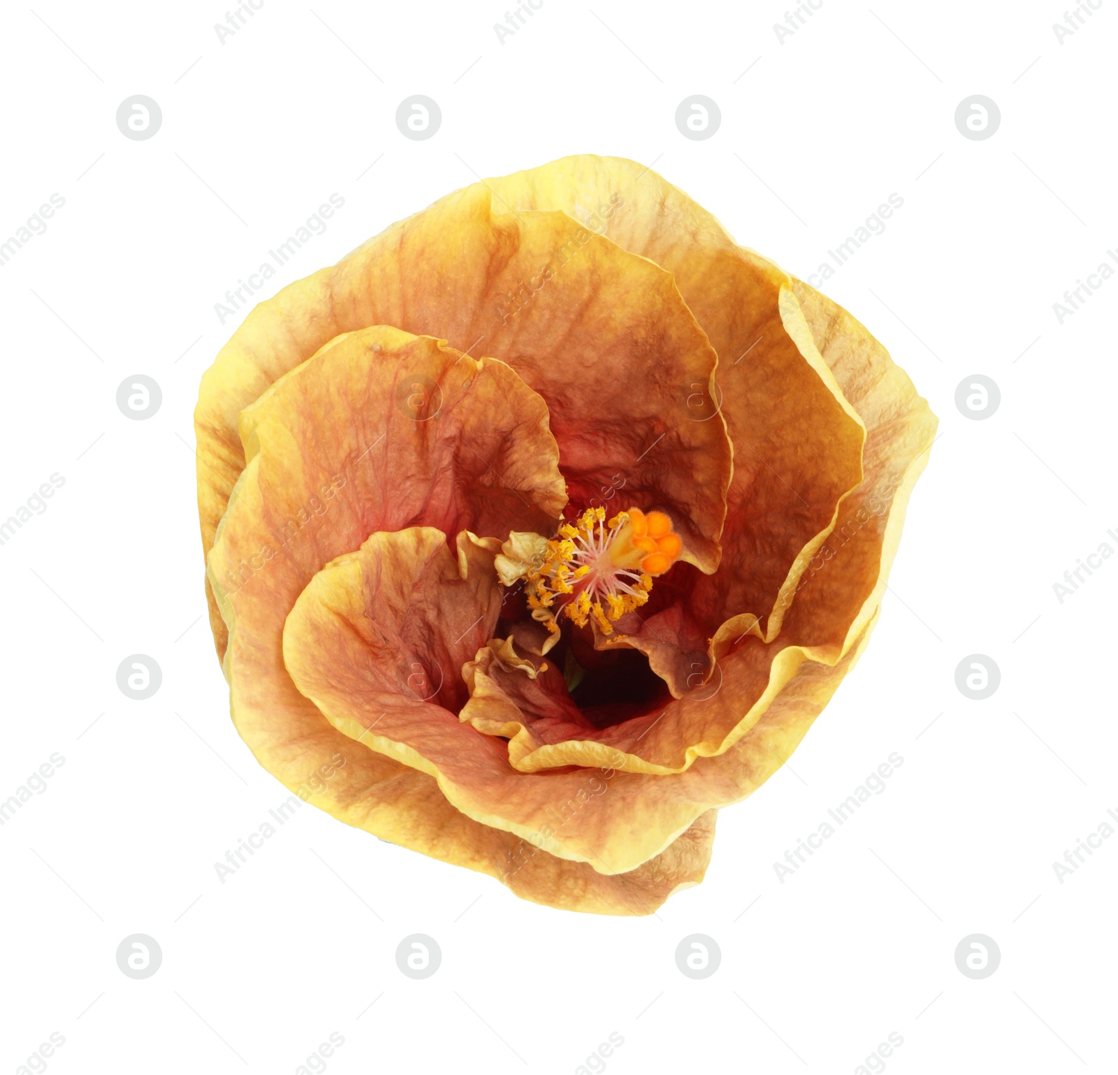 Photo of One beautiful hibiscus flower isolated on white