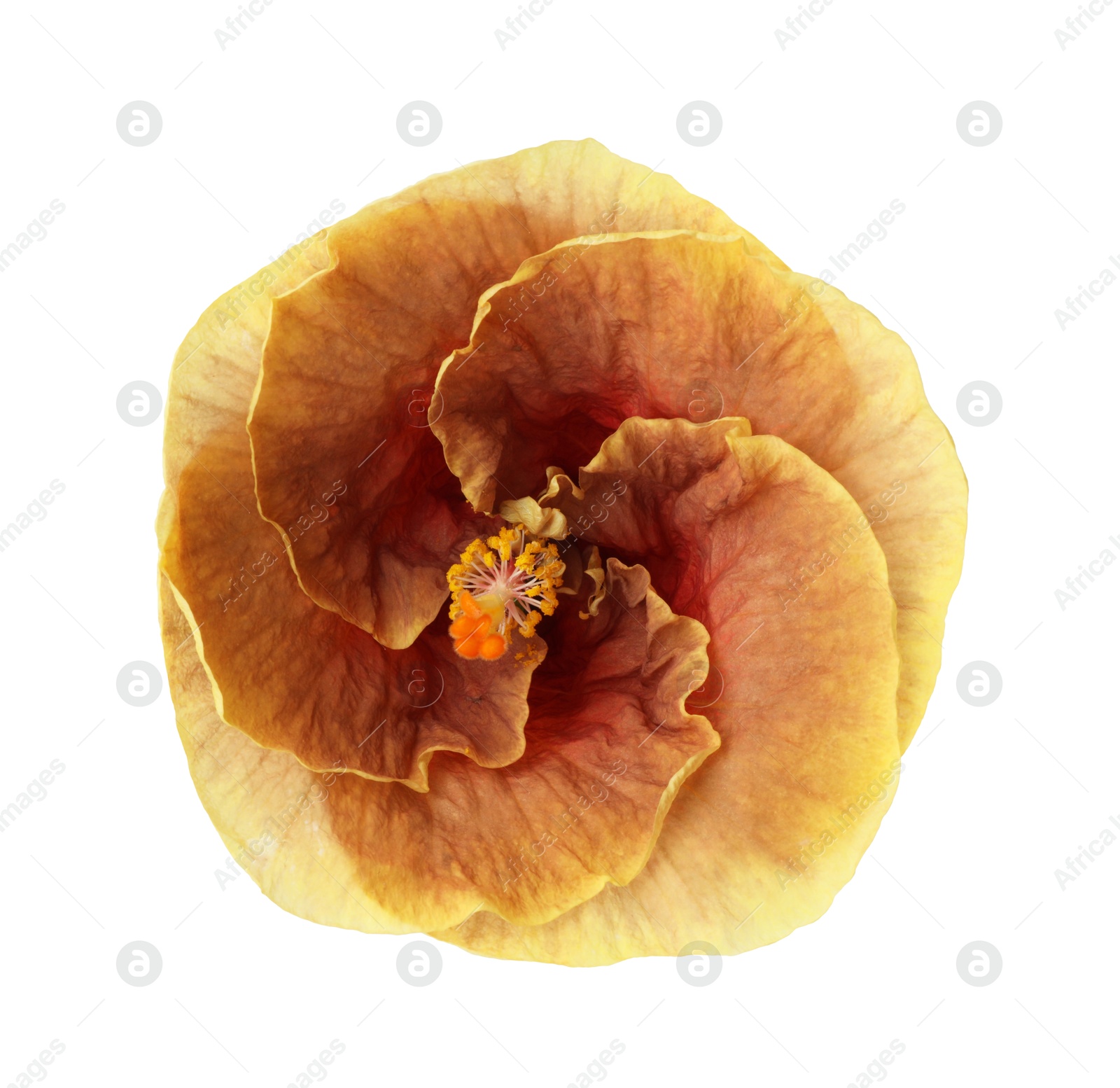 Photo of One beautiful hibiscus flower isolated on white