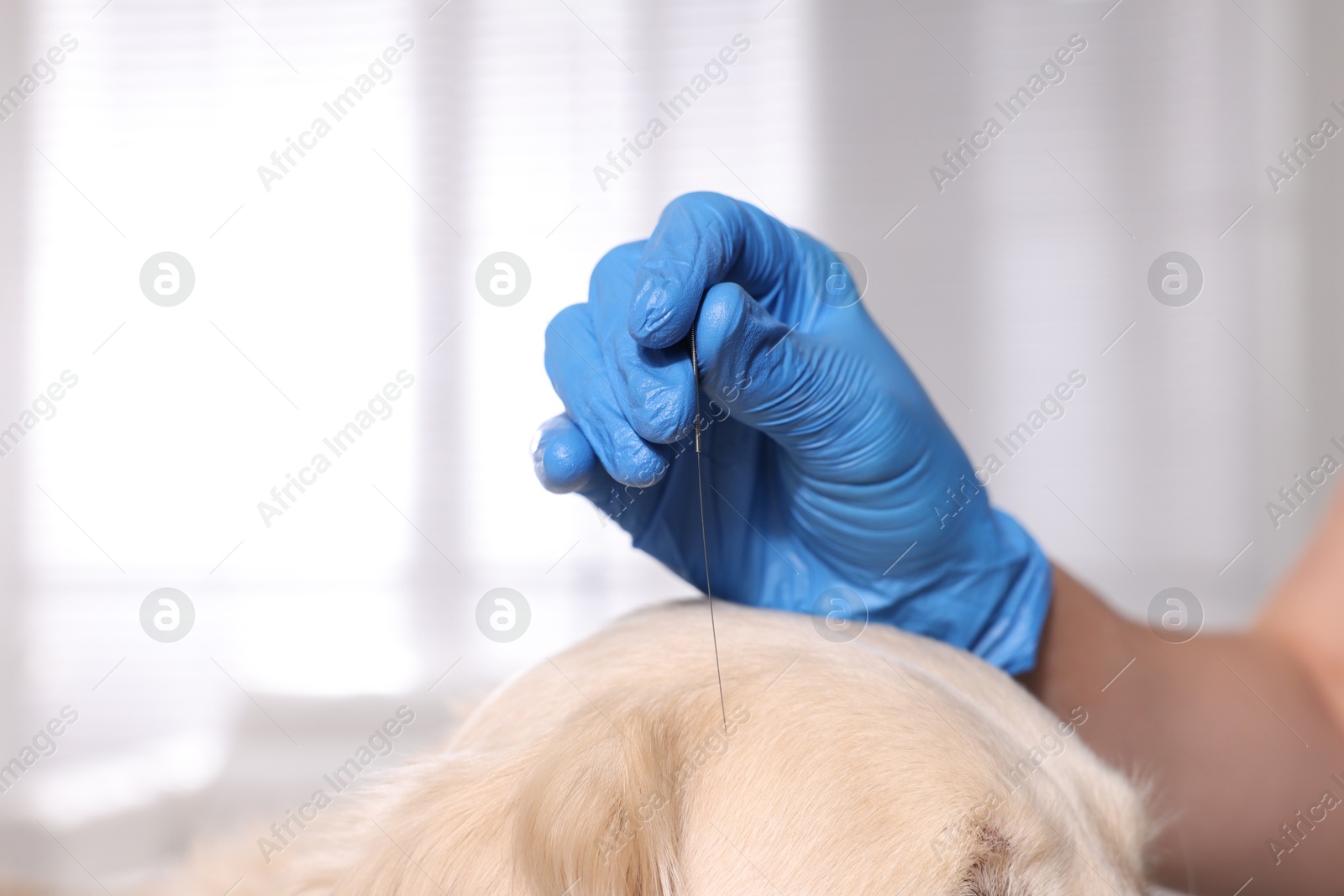 Photo of Veterinary holding acupuncture needle near dog's head in clinic, closeup. Animal treatment