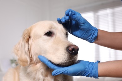 Photo of Veterinary holding acupuncture needle near dog's head in clinic, closeup. Animal treatment