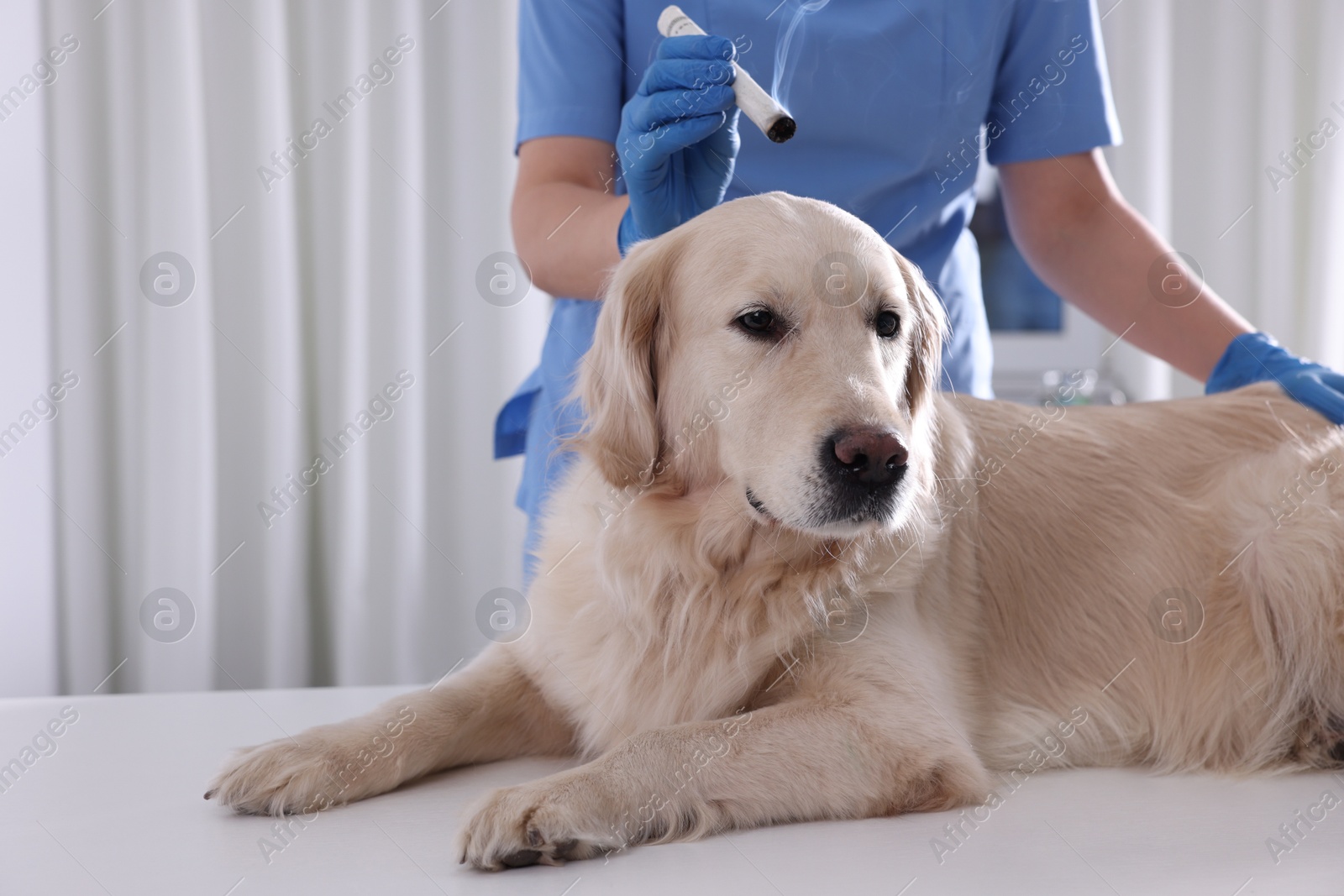 Photo of Veterinary holding moxa stick near cute dog in clinic, closeup. Animal acupuncture treatment