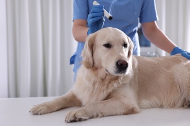 Veterinary holding moxa stick near cute dog in clinic, closeup. Animal acupuncture treatment