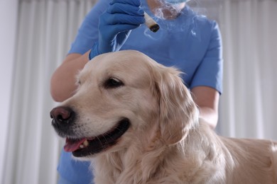 Photo of Veterinary holding moxa stick near cute dog in clinic, closeup. Animal acupuncture treatment