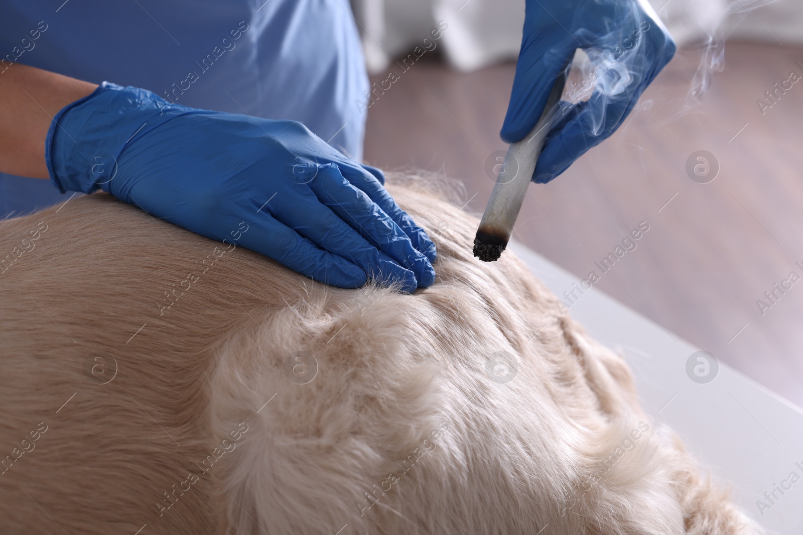 Photo of Veterinary holding moxa stick near dog in clinic, closeup. Animal acupuncture treatment